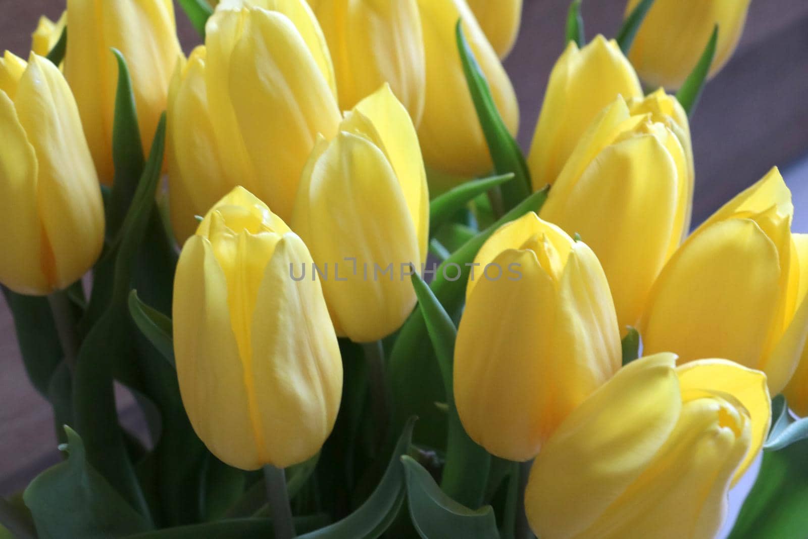 Bouquet of beautiful yellow flowers. Flowering flowers