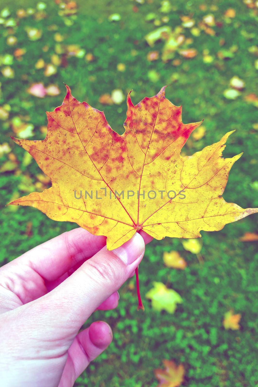 A girl in her hands holds a yellow fallen maple leaf, the concept of autumn. by kip02kas