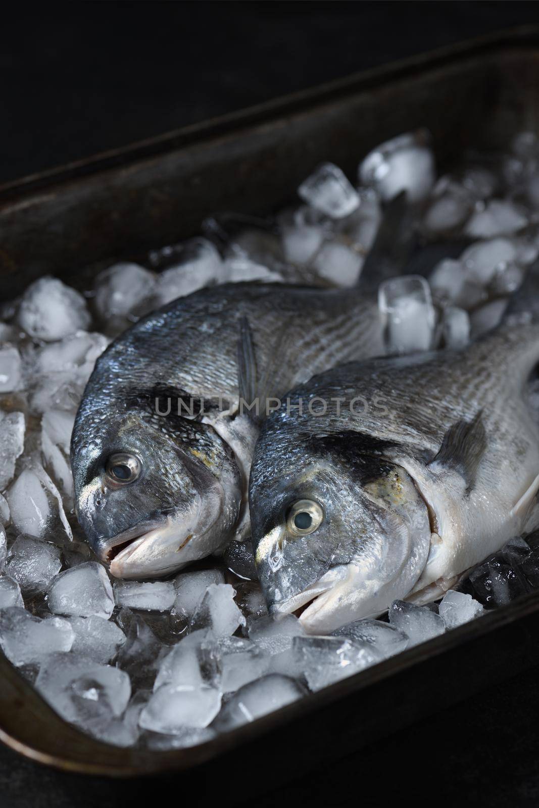 Raw dorado with ice in a tin tray. Minimalistic layout for a fish restaurant, shop or fish market. Still life in dark colors