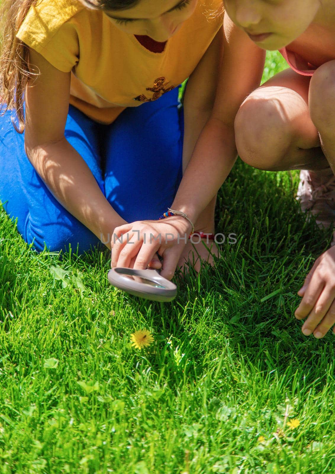 look in a magnifying glass butterfly sits on flowers. selective focus. by mila1784