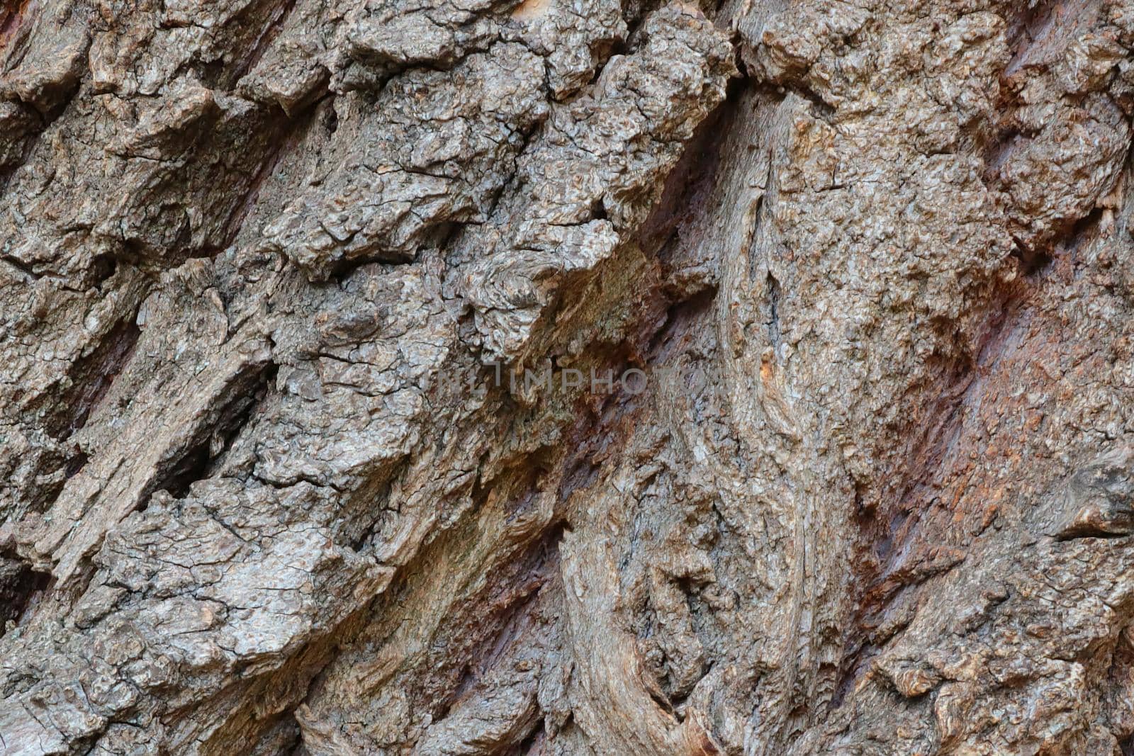 Large gray texture of tree bark, background