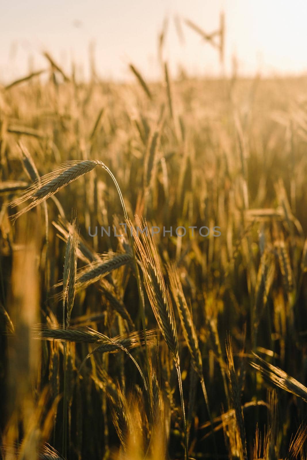 Wheat field at sunset . Golden ears of wheat . The concept of harvest.