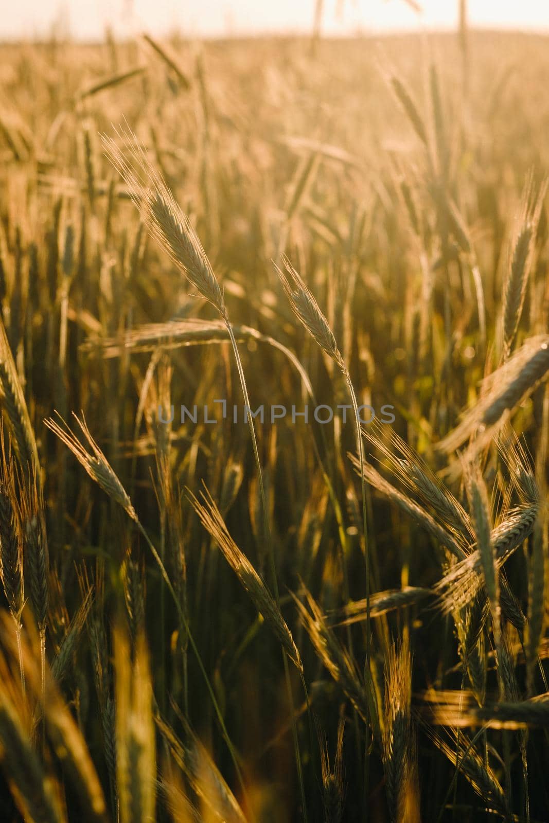 Wheat field at sunset . Golden ears of wheat . The concept of harvest.