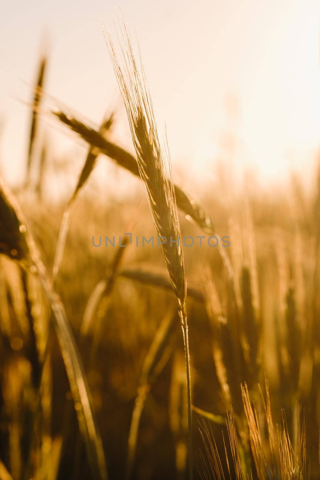 Wheat field at sunset . Golden ears of wheat . The concept of harvest by Lobachad