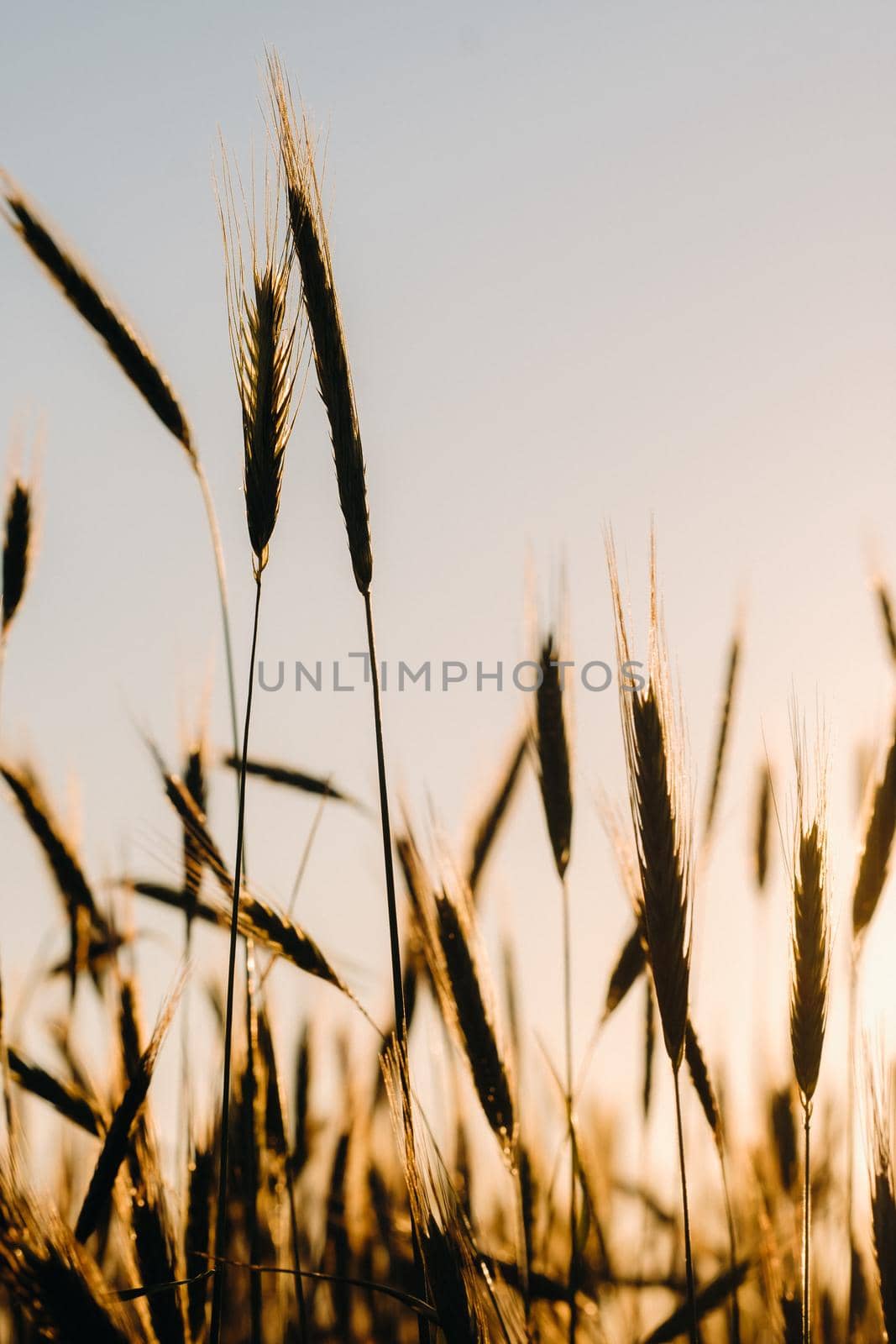 Wheat field at sunset . Golden ears of wheat . The concept of harvest.