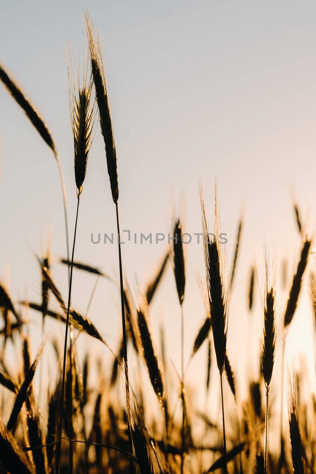 Wheat field at sunset . Golden ears of wheat . The concept of harvest by Lobachad