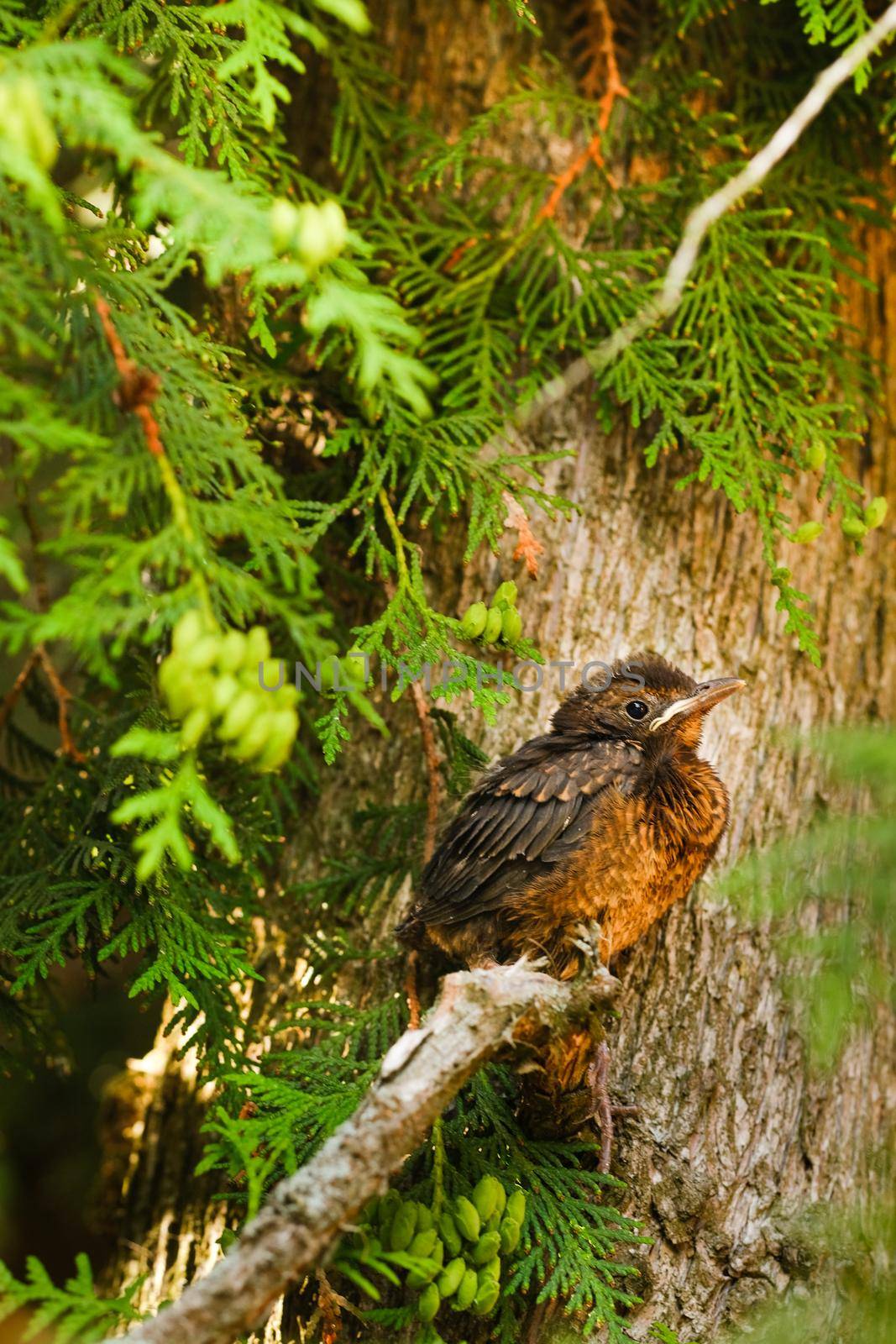 A thrush chick is sitting on a tree branch. The bird is a small blackbird sitting on the tree.