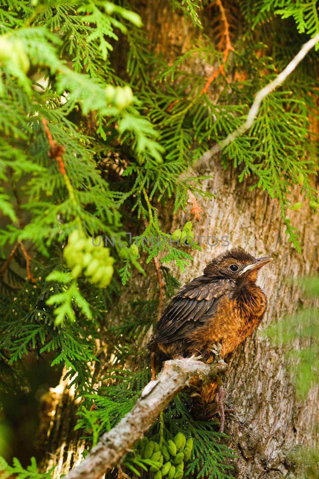 A thrush chick is sitting on a tree branch. The bird is a small blackbird sitting on the tree.