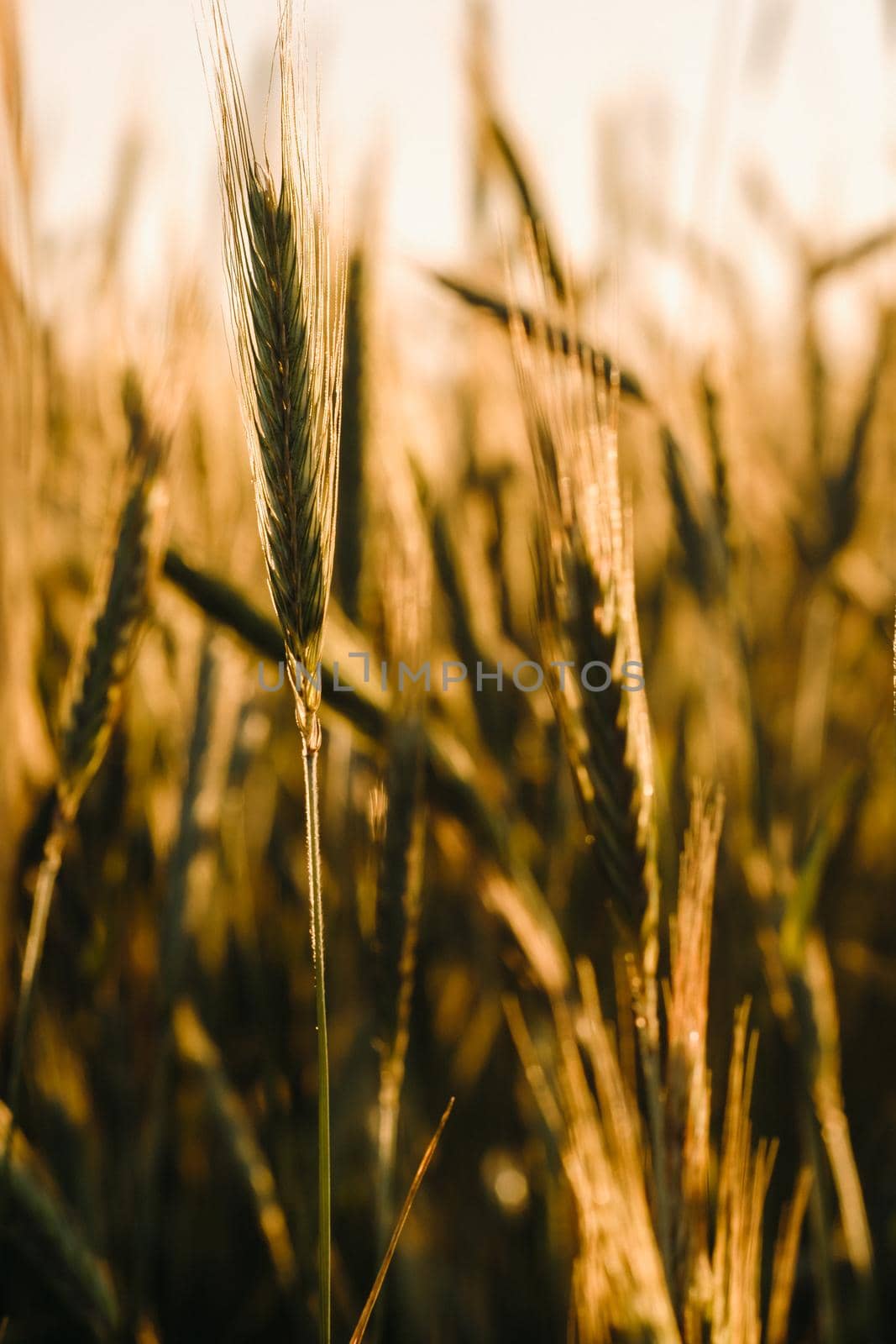 Wheat field at sunset . Golden ears of wheat . The concept of harvest.