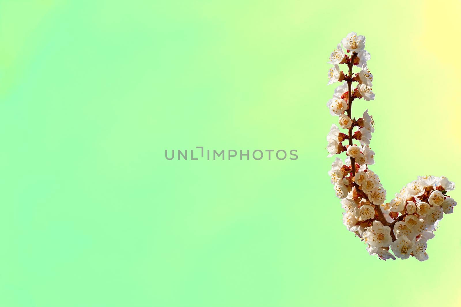 A flowering branch of a fruit tree with white flowers on light green background by jovani68