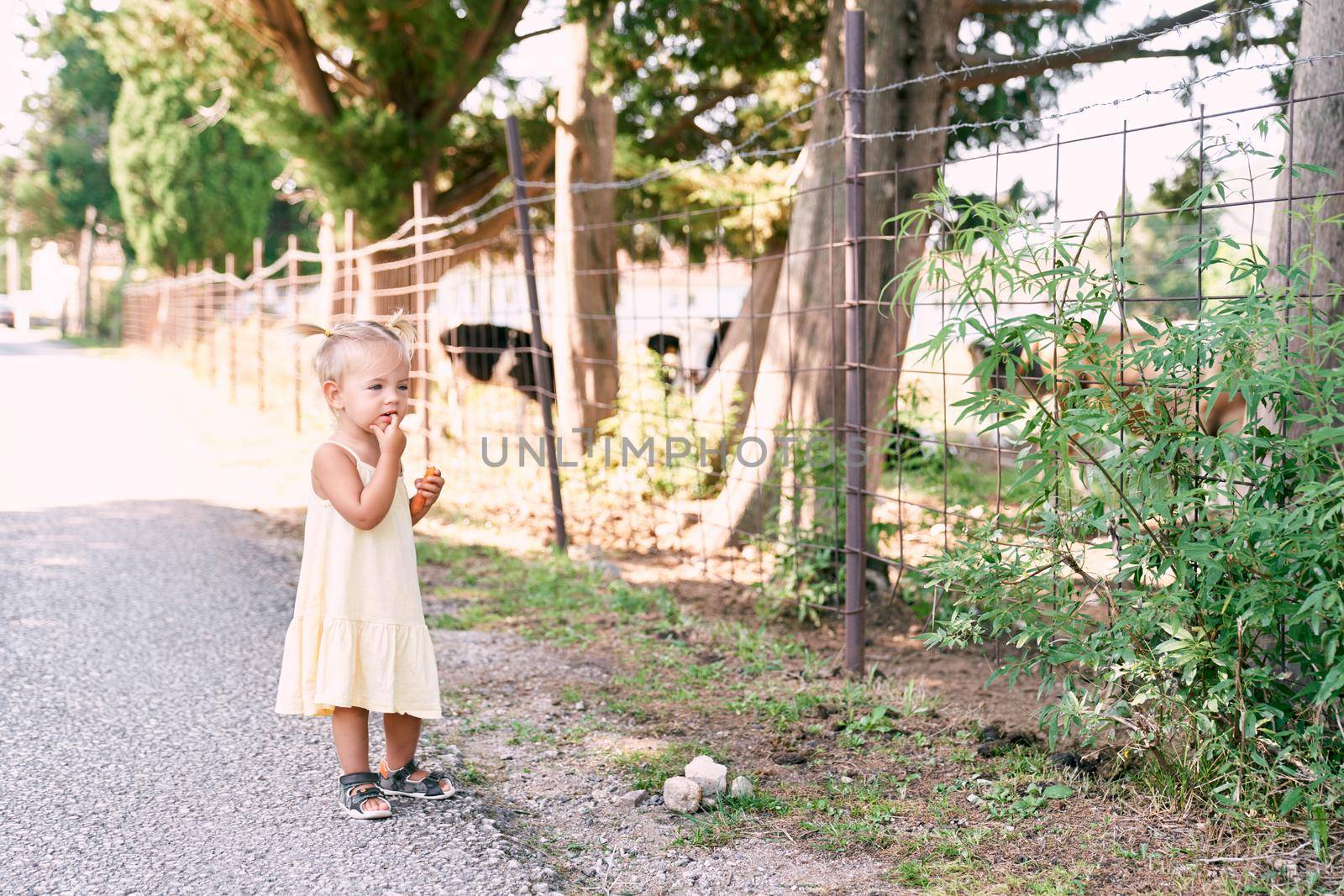 Little girl stands on a country road and looks at a bush near the fence. High quality photo