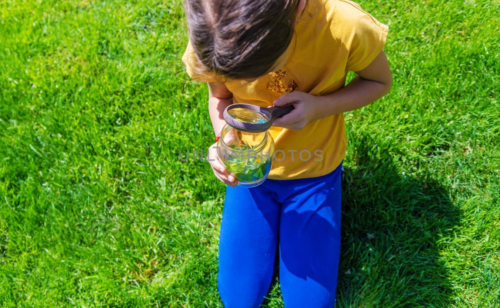 look in a magnifying glass butterfly sits on flowers. selective focus. nature
