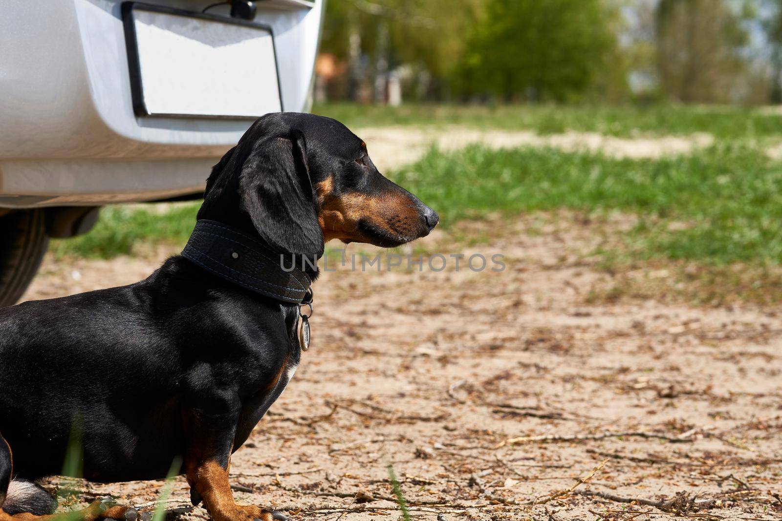 Terrible guard dog dachshund guards the owner's car by jovani68