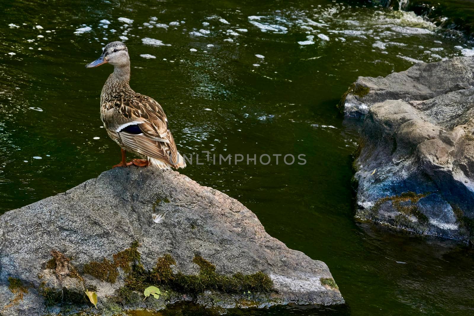 a waterbird with a broad blunt bill, short legs, webbed feet, and a waddling gait. Wild brown duck sit on volcanic rocks among water.
