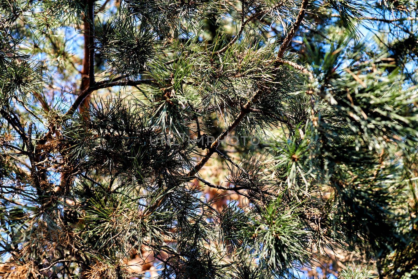 an evergreen coniferous tree that has clusters of long needle-shaped leaves. by jovani68