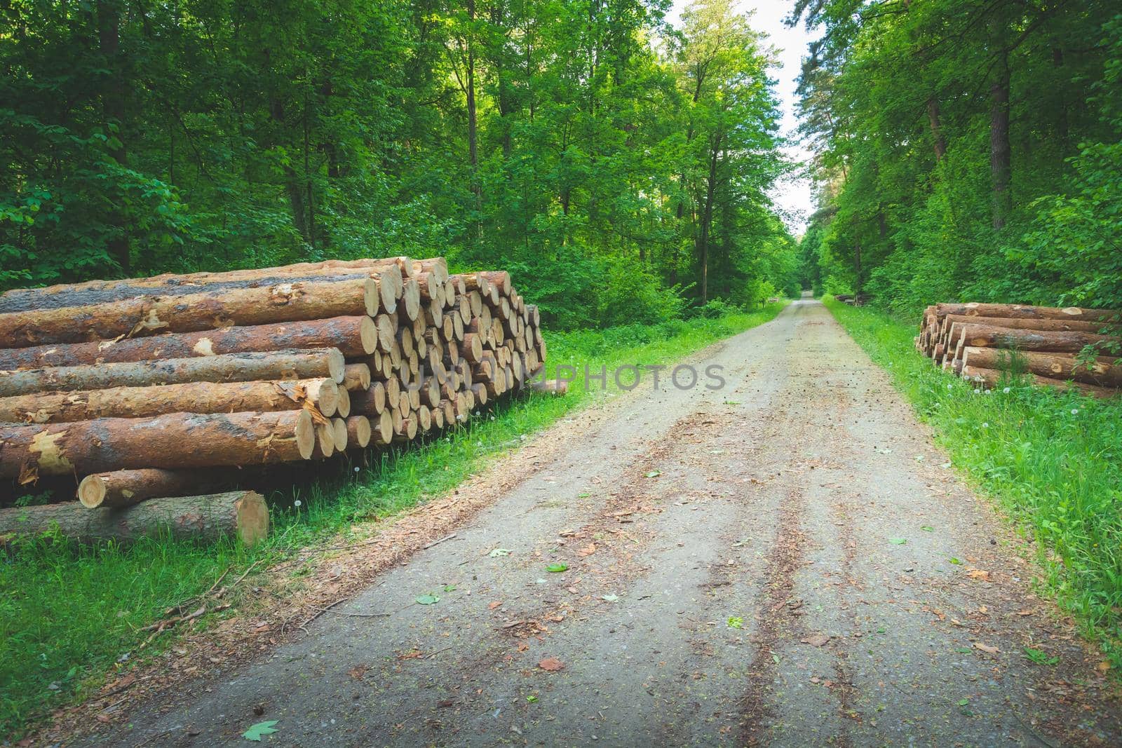 Dirt road in the green forest and lying wood logs