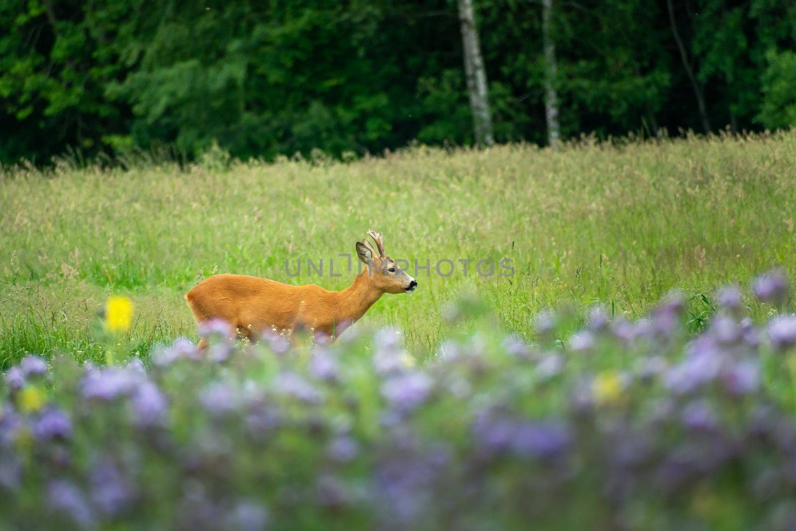Male roe deer grazing in the violet flowers on a meadow