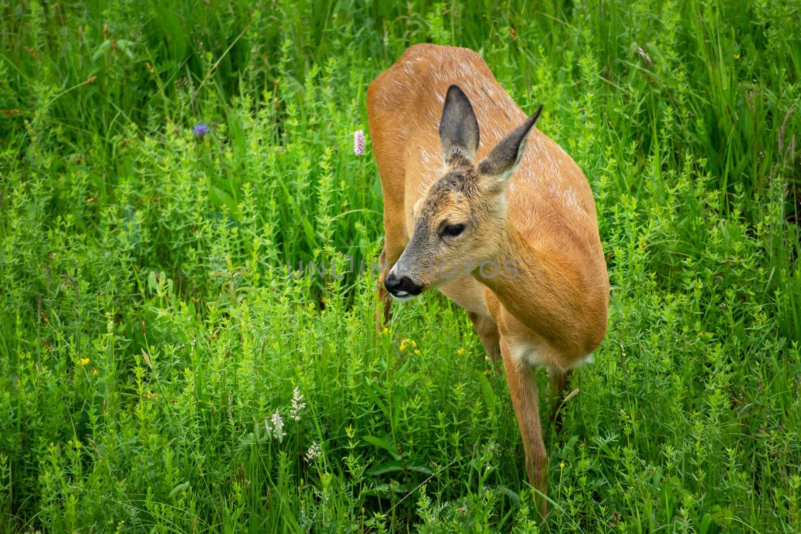 Female roe deer in the grass on a green meadow, spring day