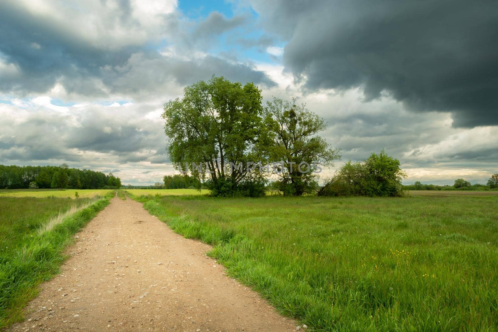 View from the path to green meadows with trees and cloudy sky