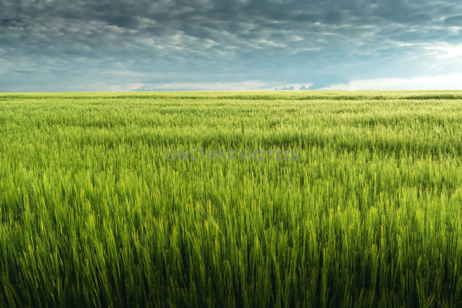 Green barley field and cloudy gray sky, rural view