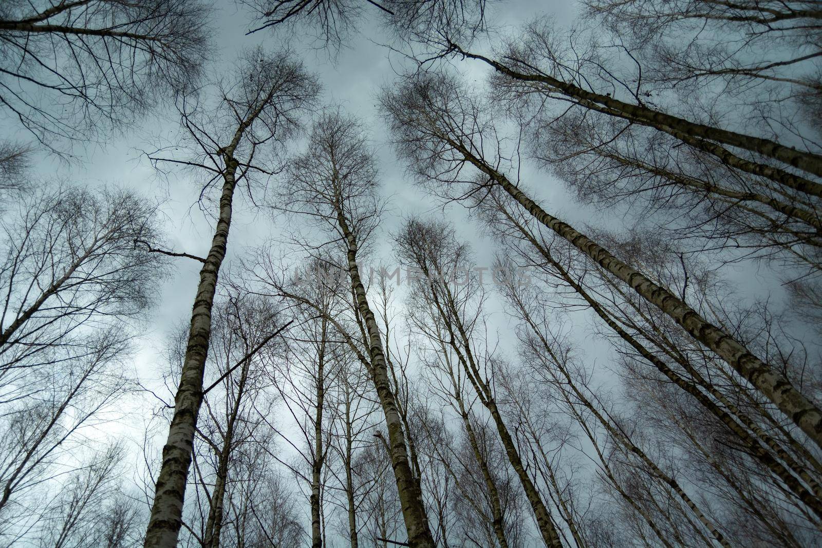 Birch trees tops as seen from below and cloudy sky