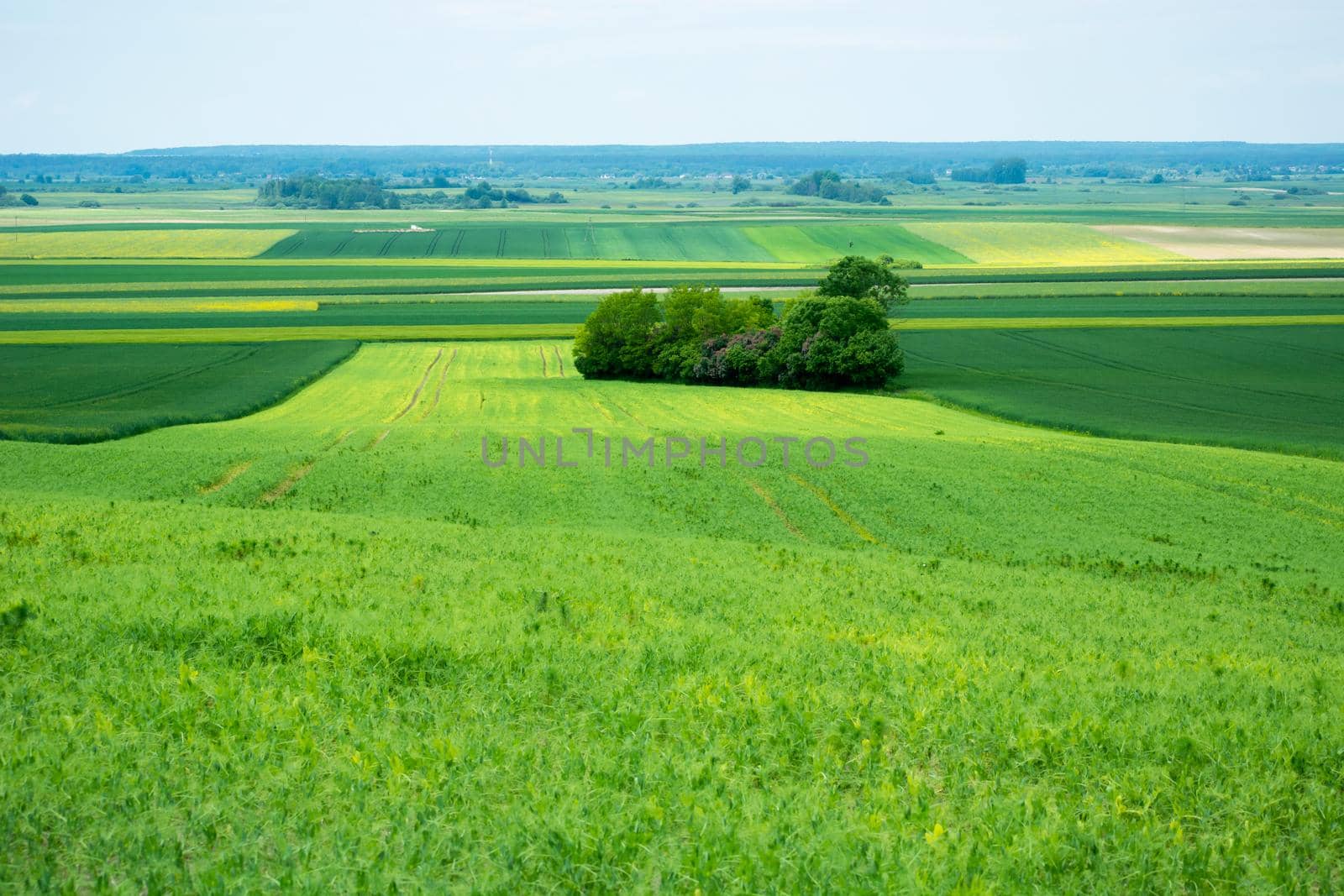 Panorama of green fields and a group of trees, spring day