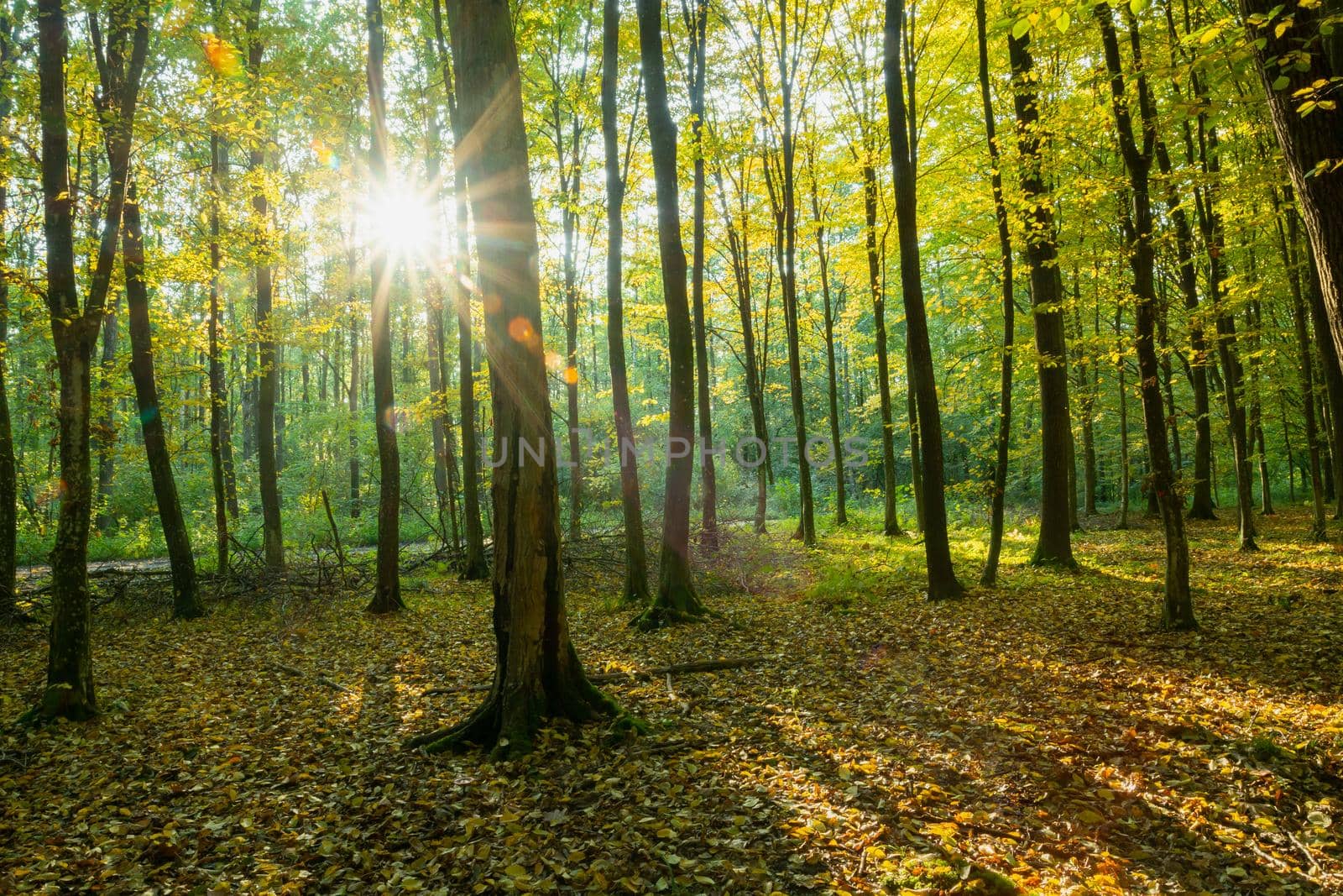 Sun and shadows in a moody forest, nature landscape