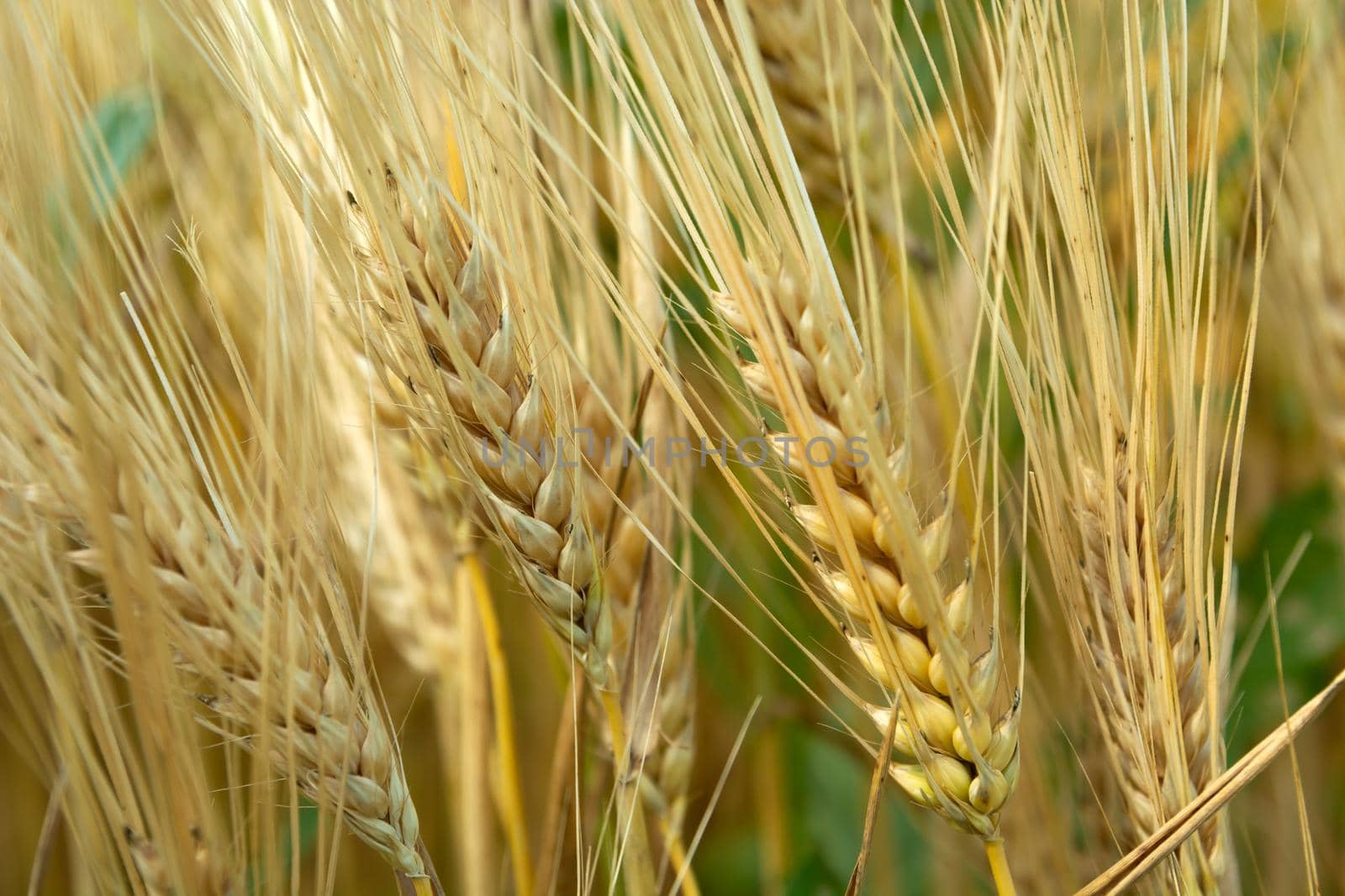 Close-up of the golden ears of growing grain, summer view