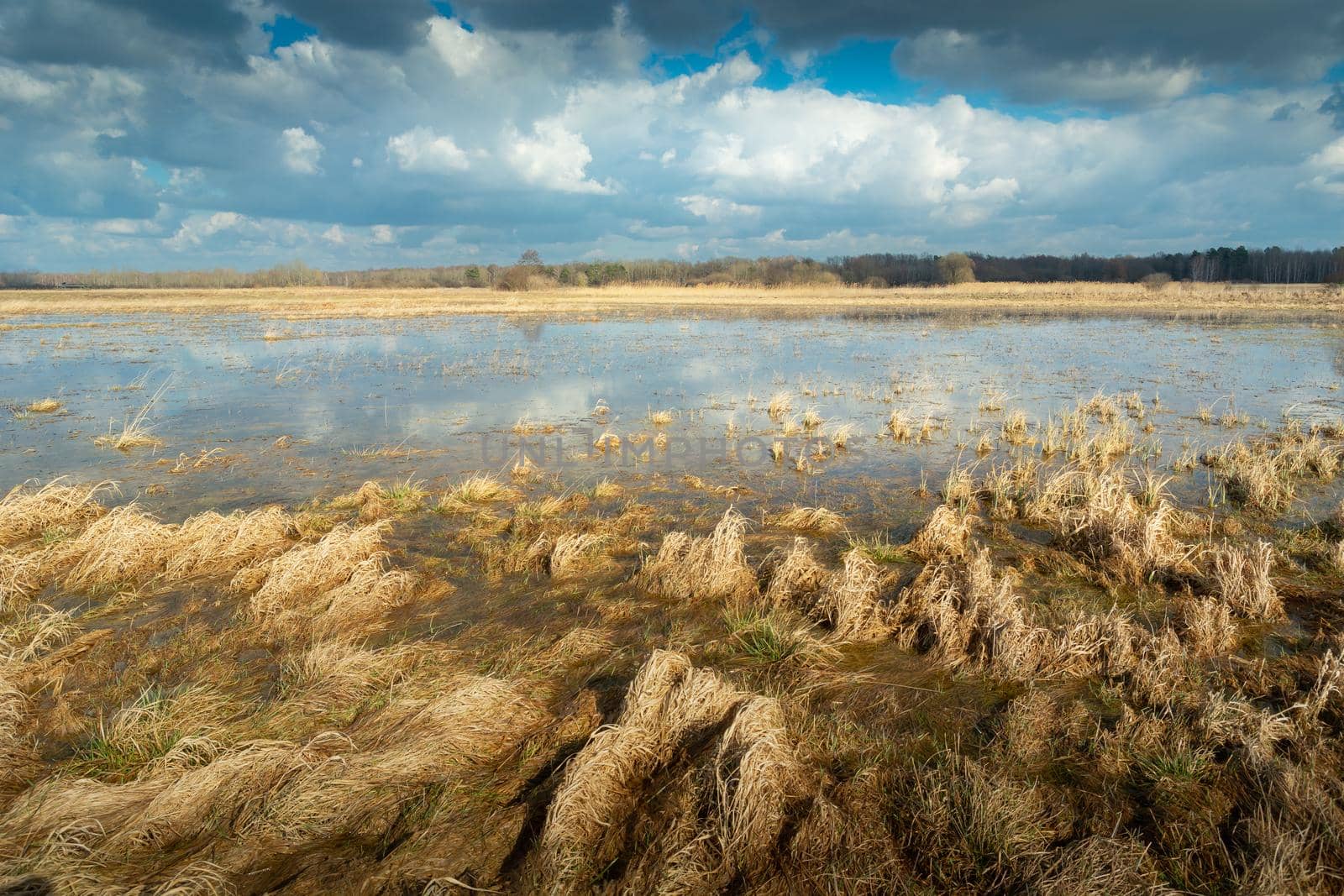 Wild and marshy meadow and clouds on the sky, nature landscape