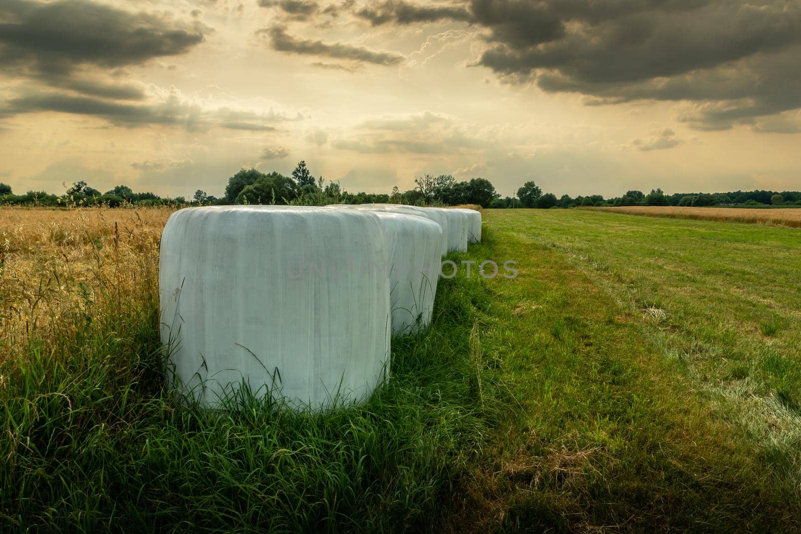 Foiled hay bales in a field and cloudy sky, summer rural view