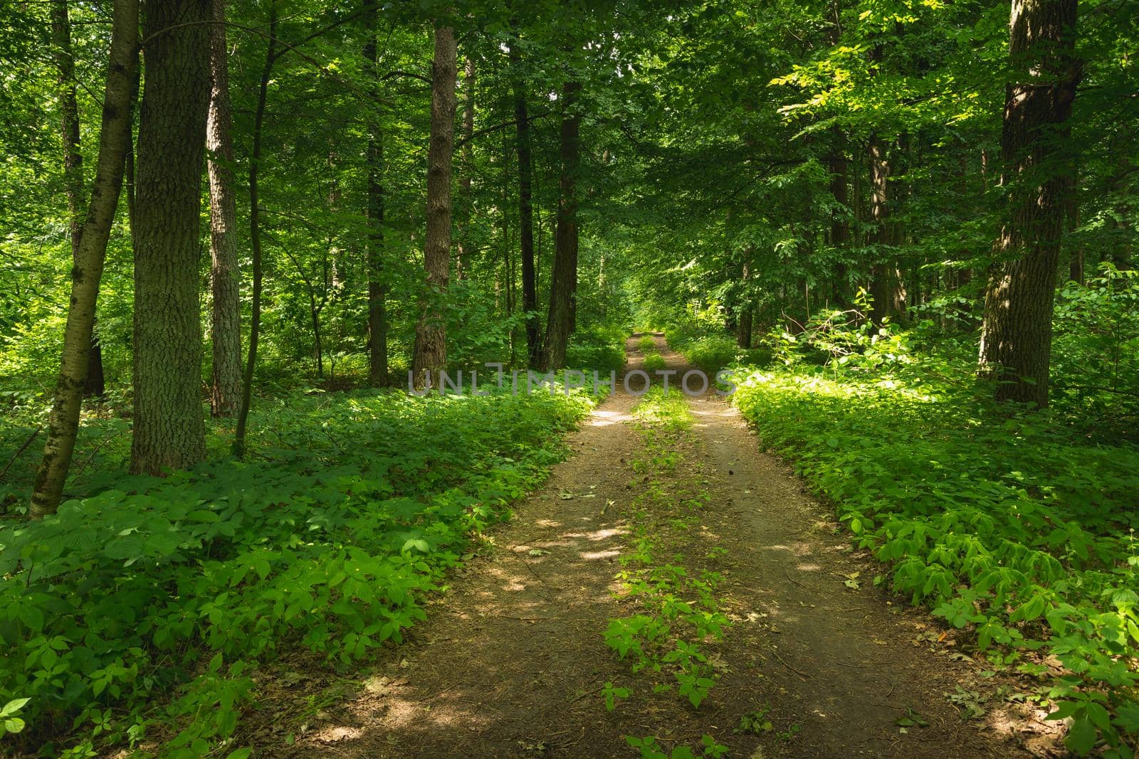 Dirt road through the green summer forest by darekb22