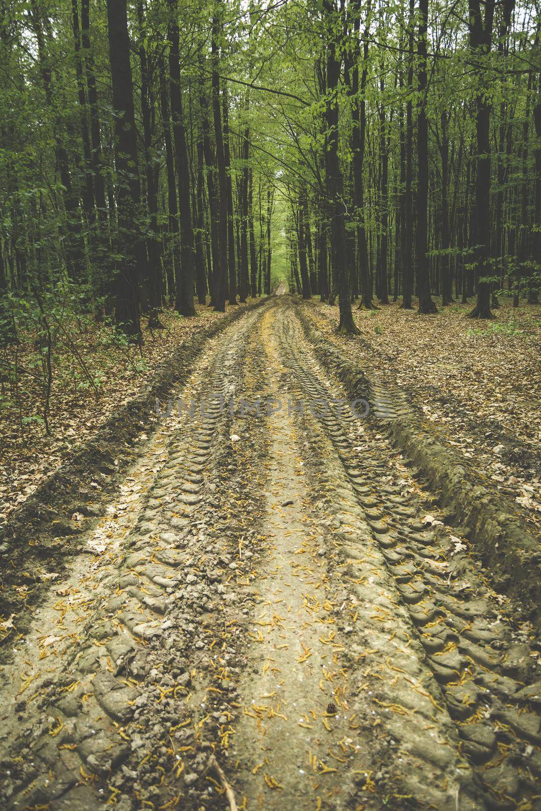 Clay road in the forest with wheel marks, spring view