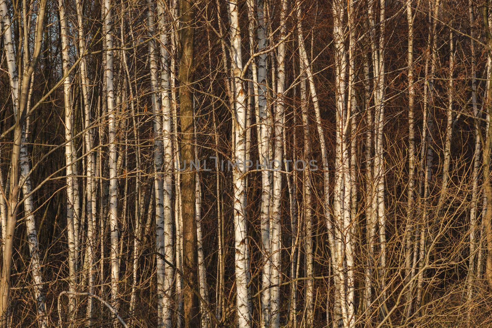 Dense brown birch forest, woodland moody background