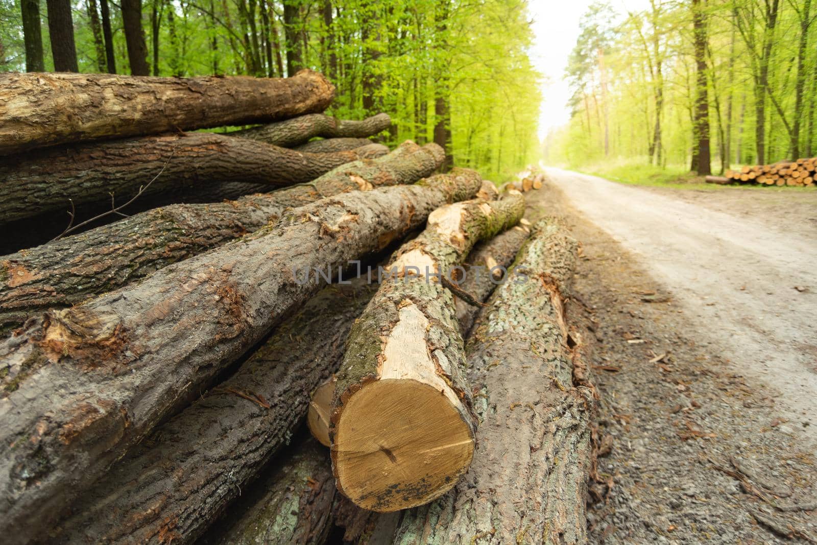 Tree trunks lying by the road in the forest, spring view