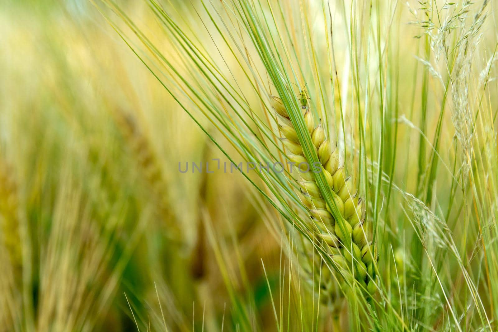 Green ear of grain on a farmland, close up wheat