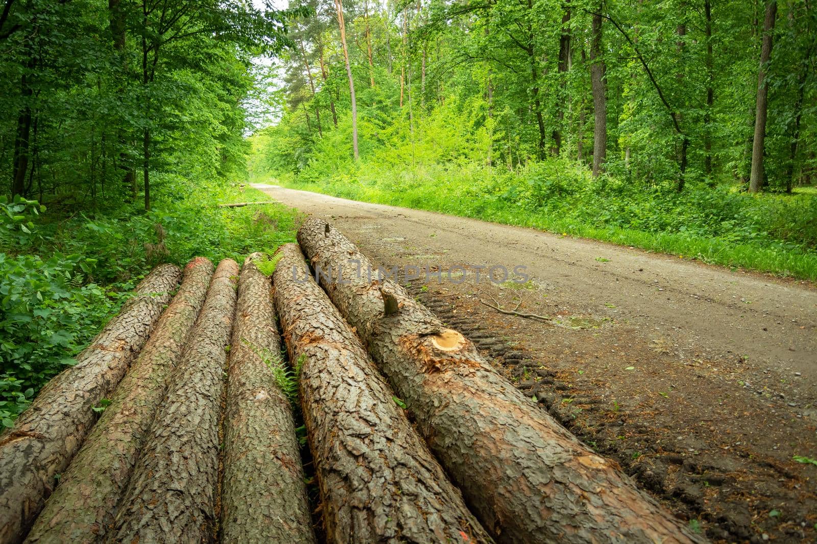 Long tree trunks lying by the road in the forest, spring day
