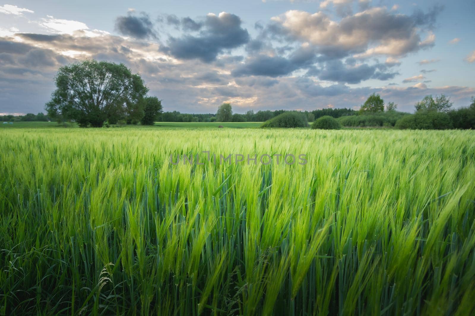 Green barley field and the evening cloudy sky
