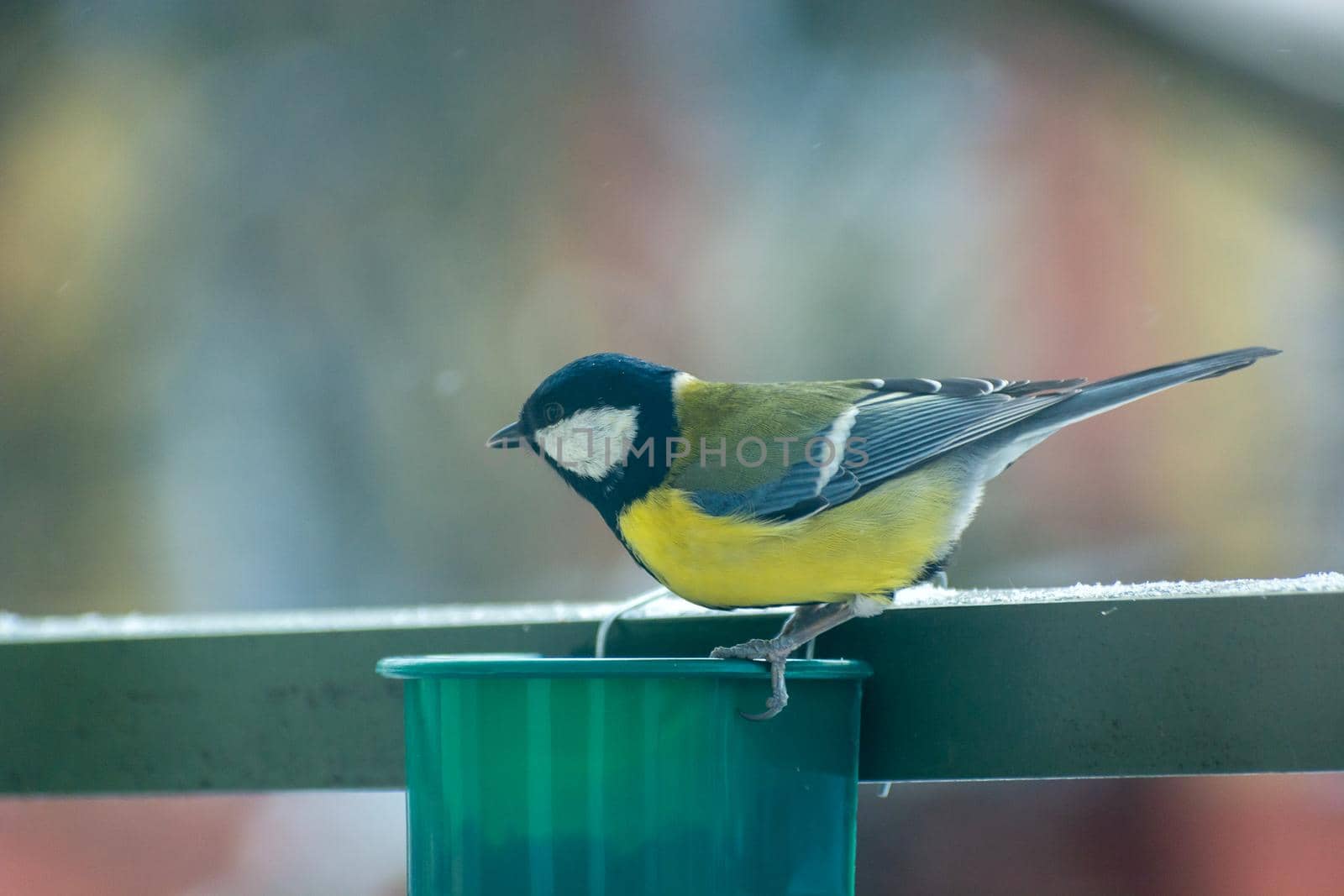 Yellow tit at the feeder on the terrace, bird portrait