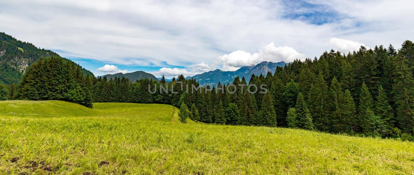 panoramic view of pine forest, a mountain with green meadow and snowy hills by EdVal