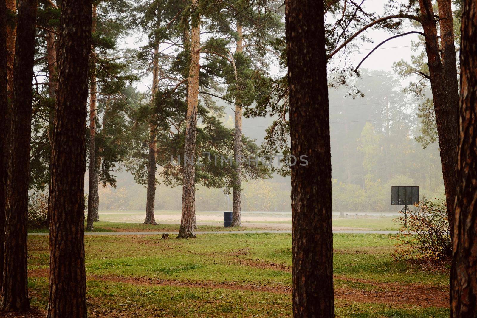 Trunks of pine trees on the front in the autumn misty forest by ProjectStockman