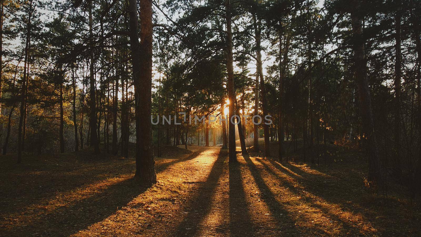 The sun's rays break through the trees in the evening forest, leaving shadows on the ground by ProjectStockman