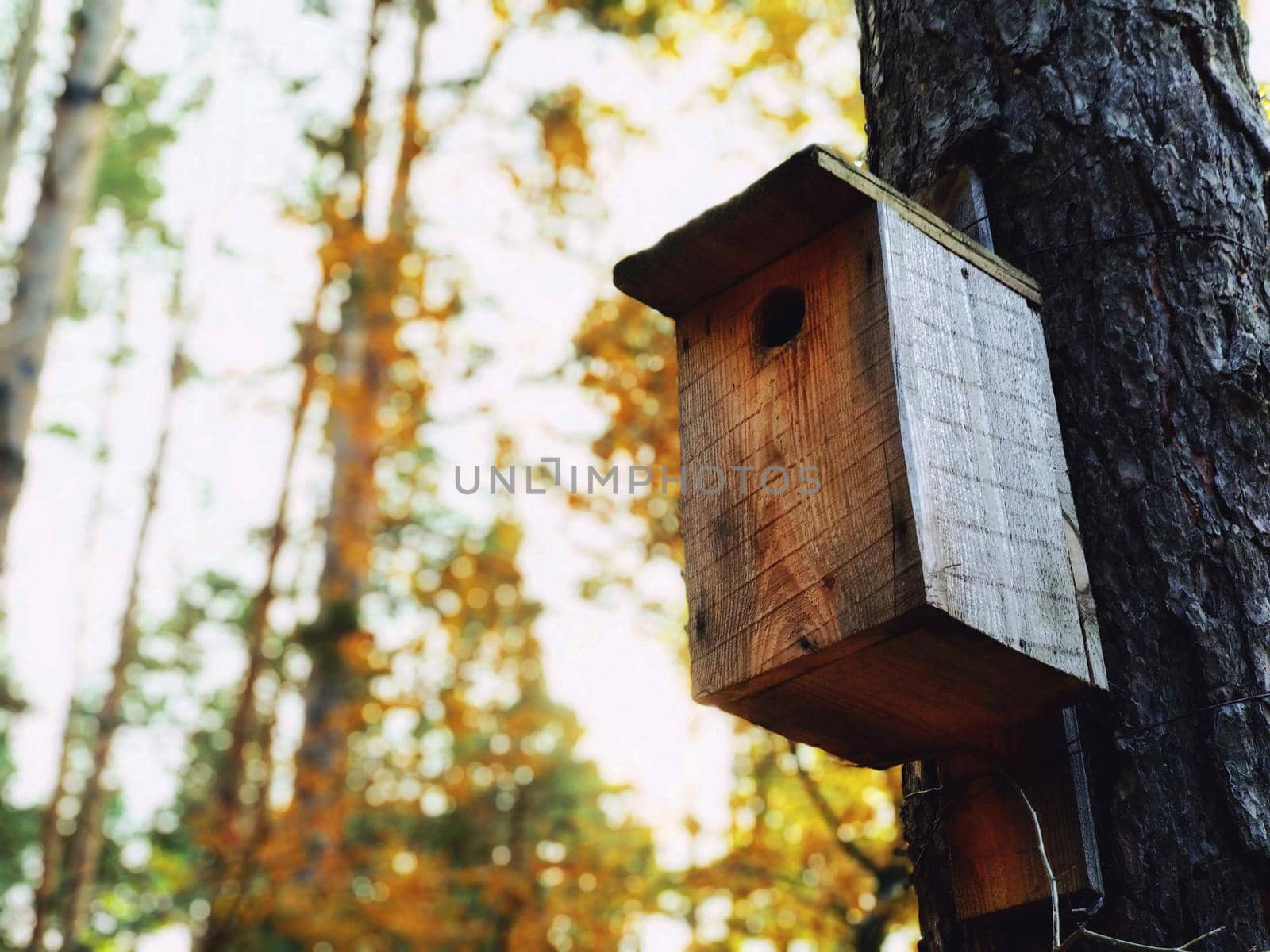 Birdhouse on a pine tree in the autumn forest by ProjectStockman