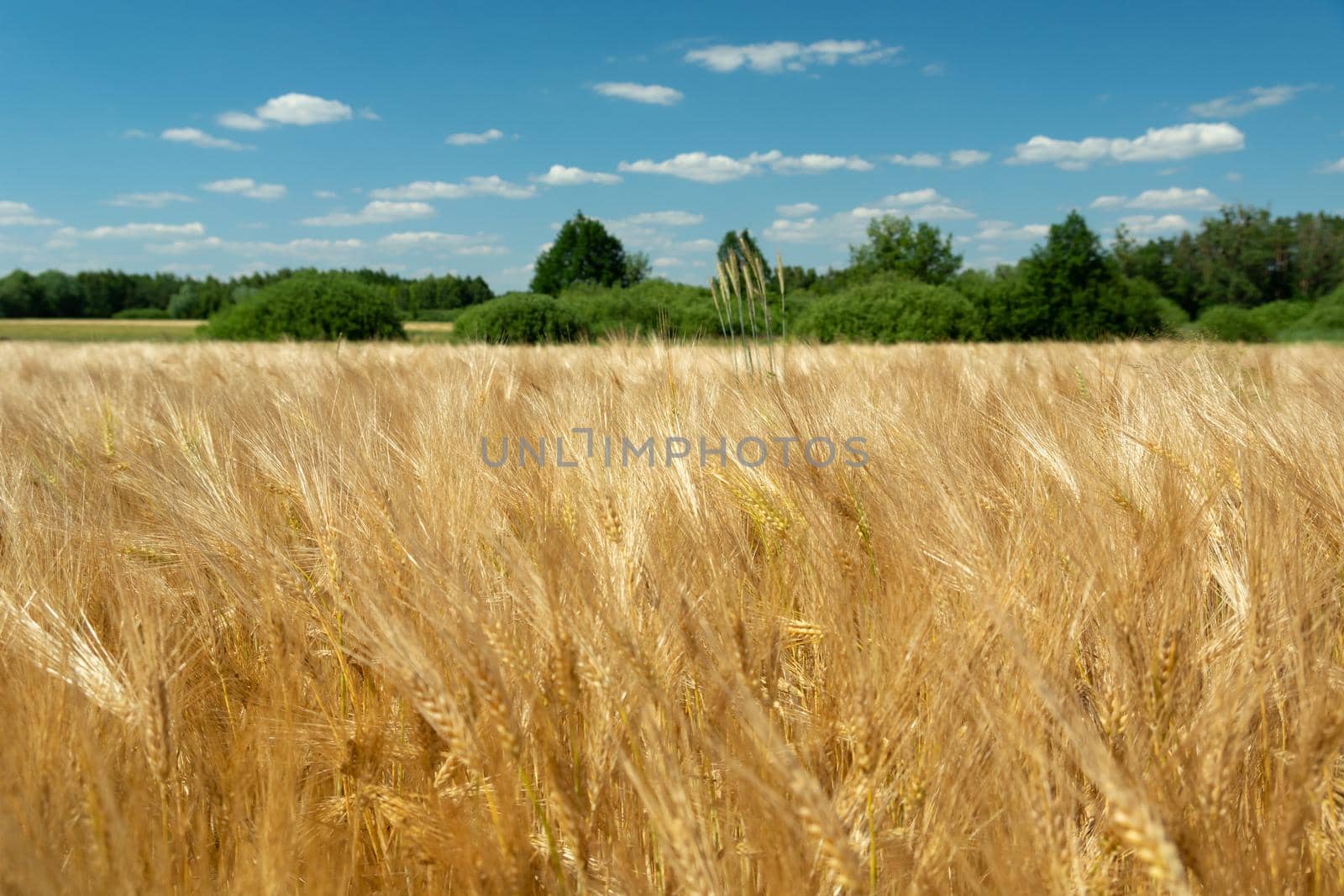 A golden field of barley with sparkling ears, summer view