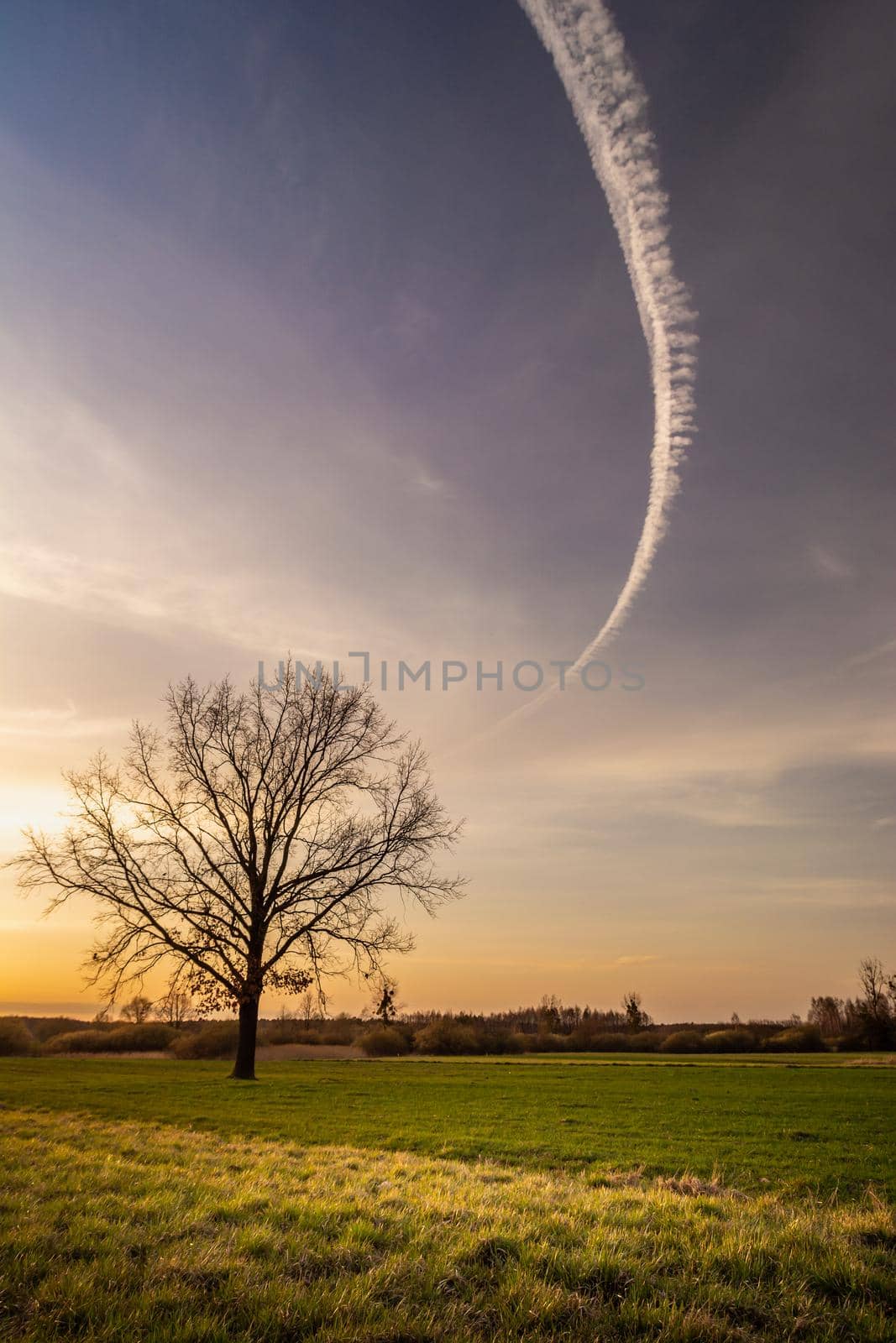 A tree in the meadow and a streak in the sky, rural view