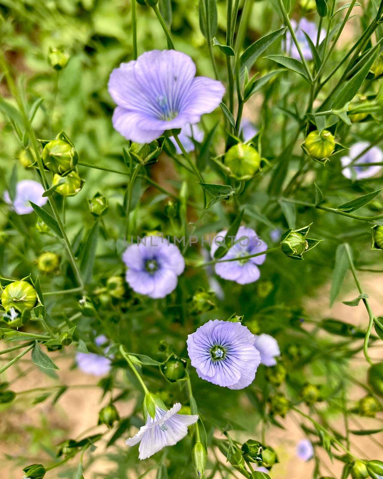 Blue flax flowers in the garden. High quality photo