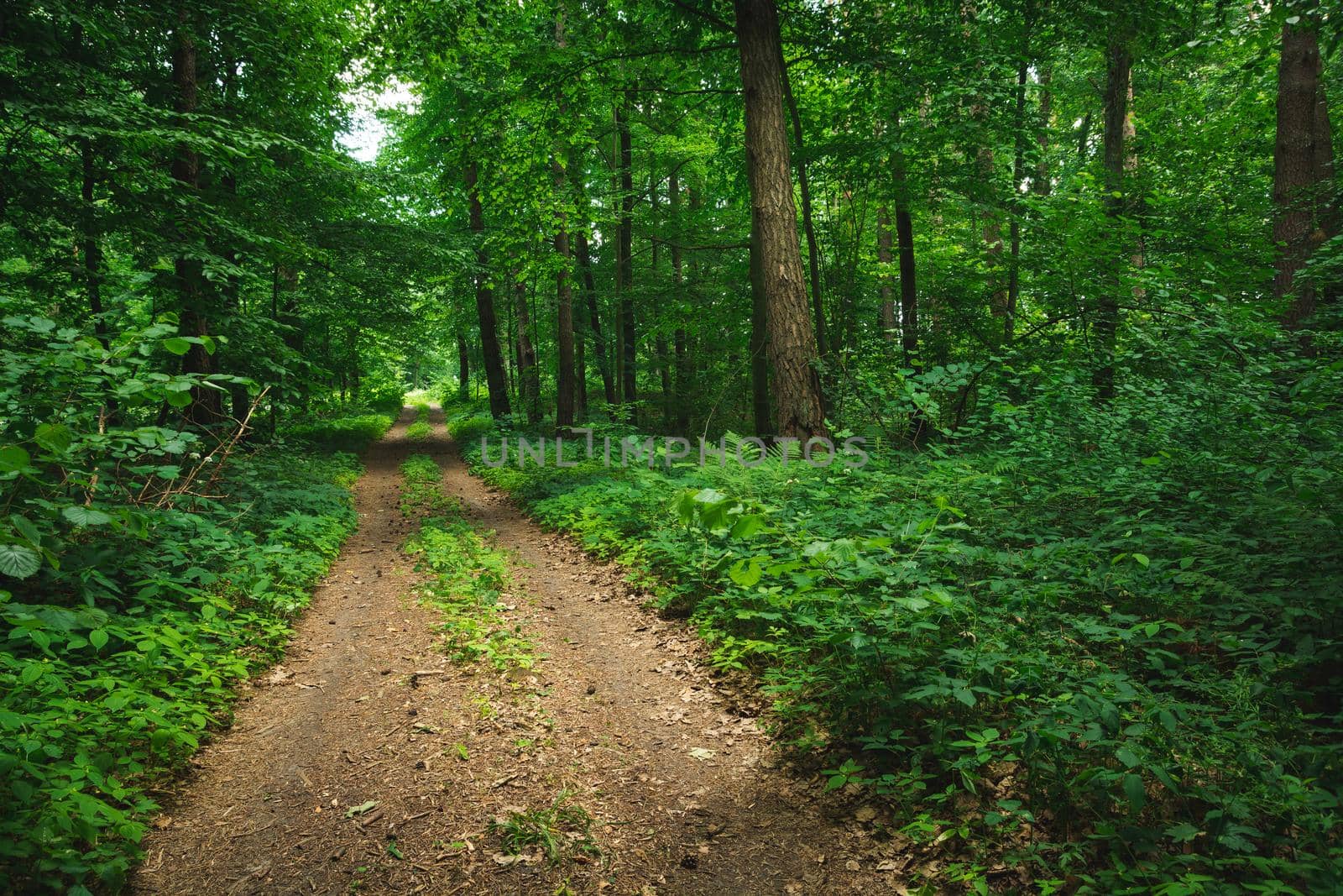 Dirt road through a beautiful green forest, summer view