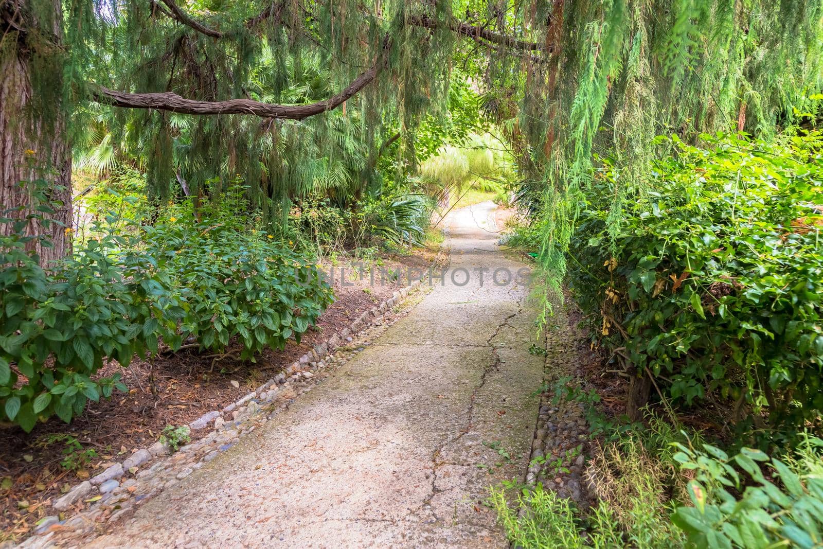 Peaceful pathway in botanical garden by Perseomedusa