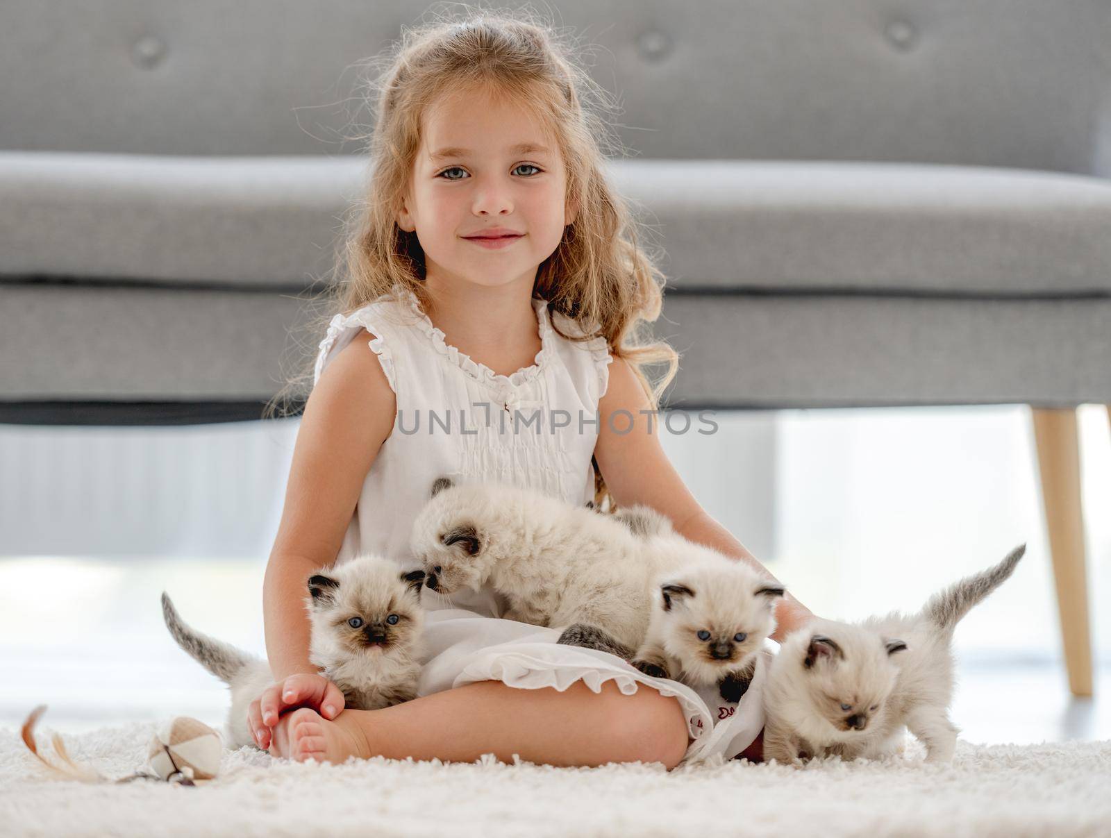 Child girl sitting with ragdoll kittens and looking at camera. Little female person with kitty pets at home