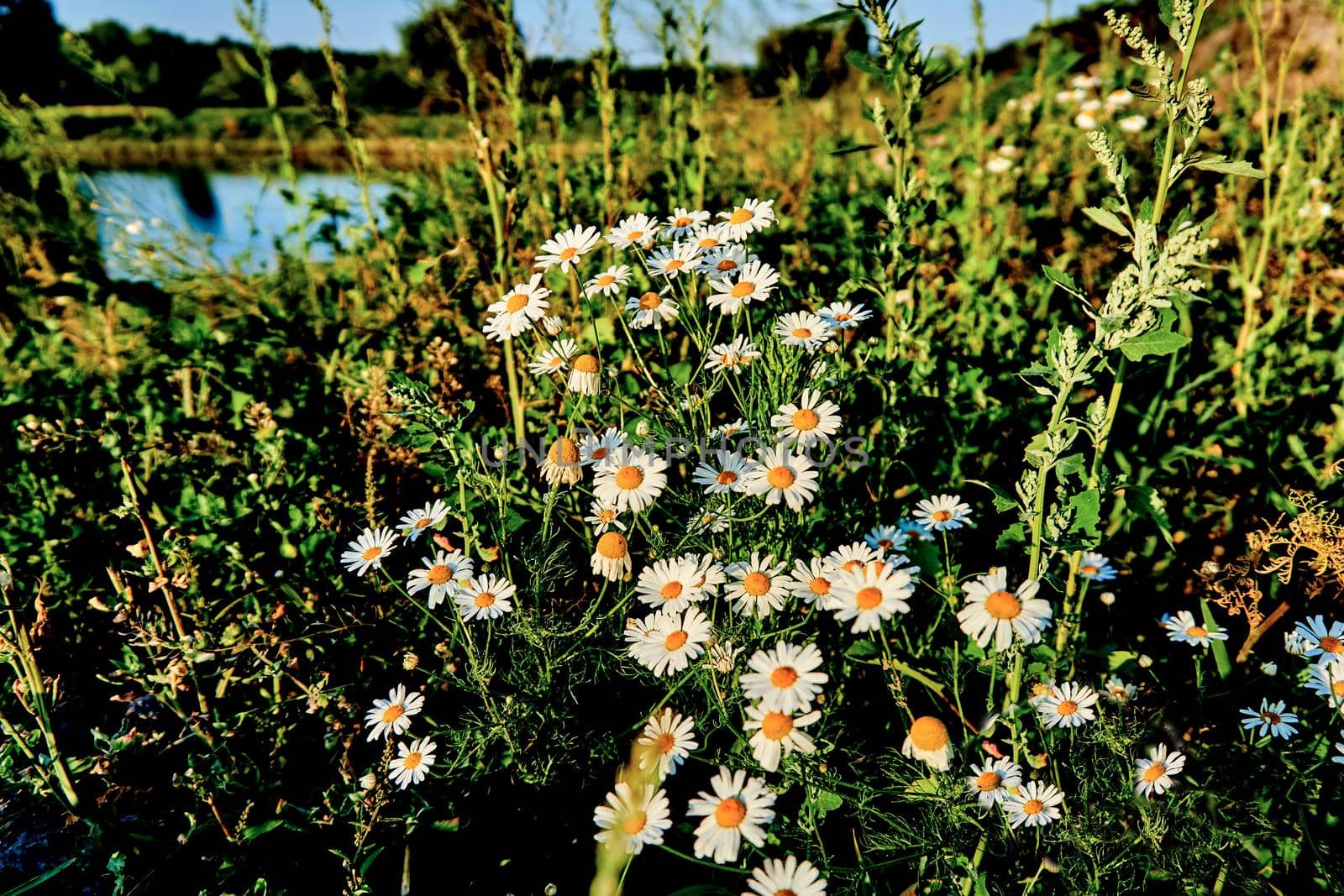 Cute pretty chamomile at sunset.Useful medicinal herbal plants by jovani68