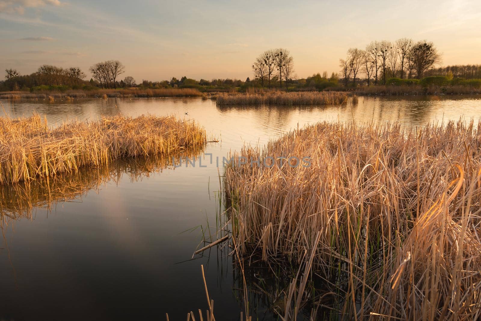 Dry and dense reeds growing in the lake, evening view, Stankow, Poland